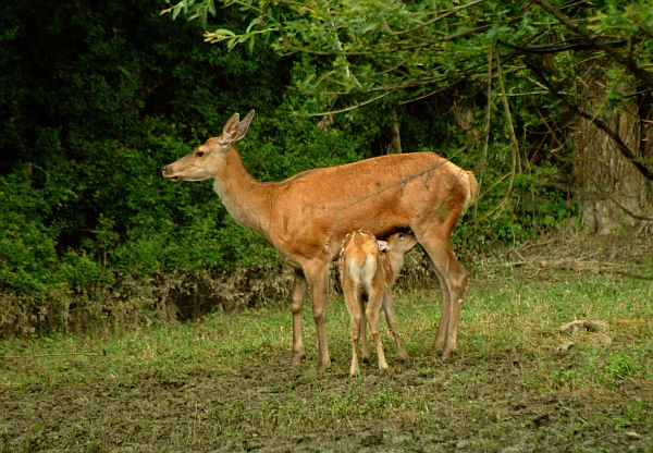 Cerbiatto in allattamento